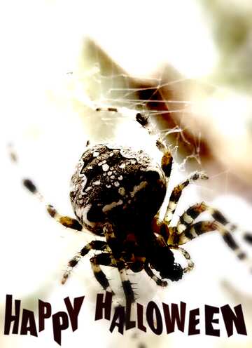 FX №193635 Spider on the net Spider blur frame happy halloween