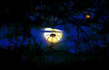FX №193553  halloween background moon spider Spooky forest