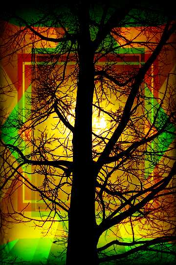 FX №193871 Branches tree no leaf picture business design frame
