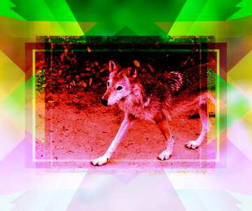 FX №193933 Wolf template red design