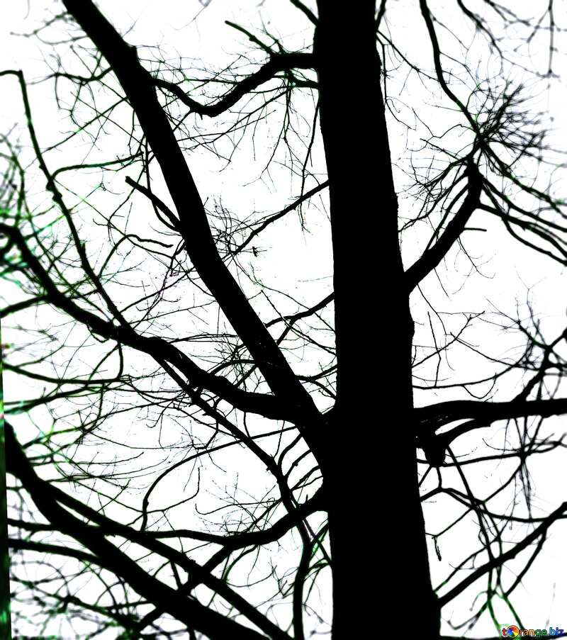Branches  tree  no  leaf  at  background  sky blur frame №4506