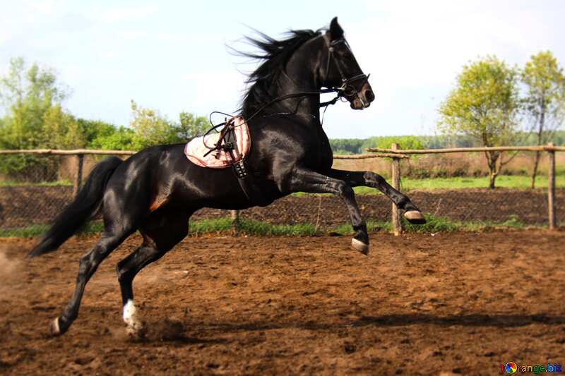 Jumping horse blur frame №1849
