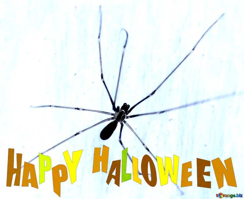 Spider happy halloween white card №31635