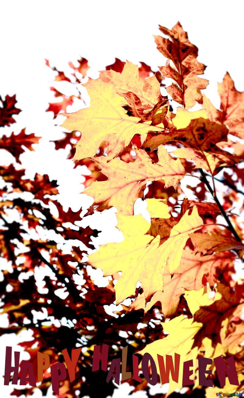 Beautiful autumn leaves happy halloween №38534