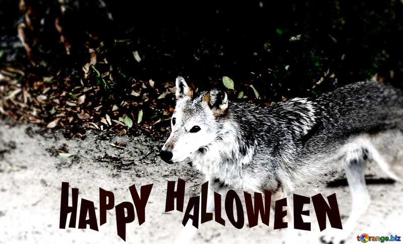 Wolf happy halloween №45513