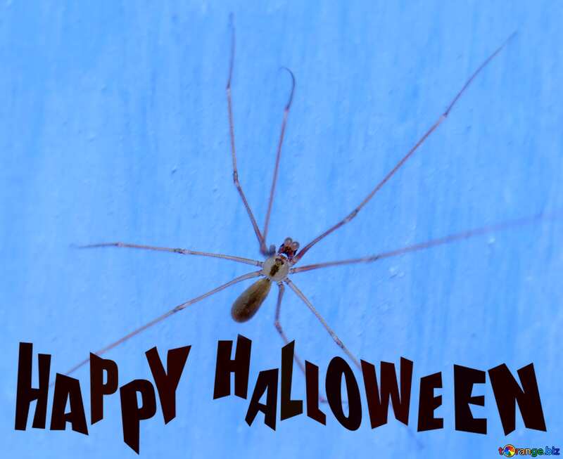 Spider long legs happy halloween №31635