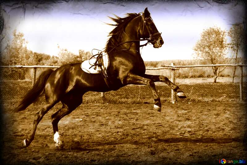 Jumping horse vintage №1849