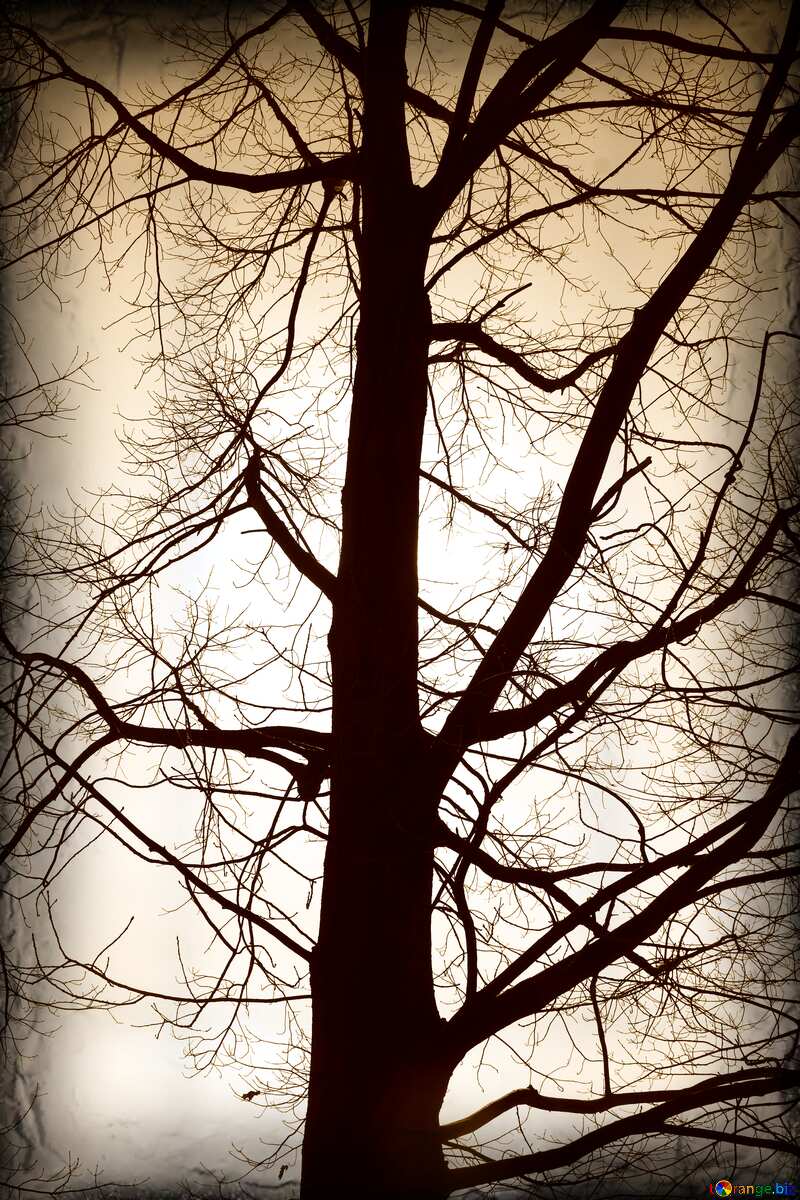 Branches  tree  no  leaf  at  background  sky old dark frame №4506