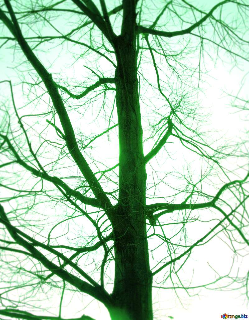 Branches  tree  no  leaf  at  background  sky blur frame №4506
