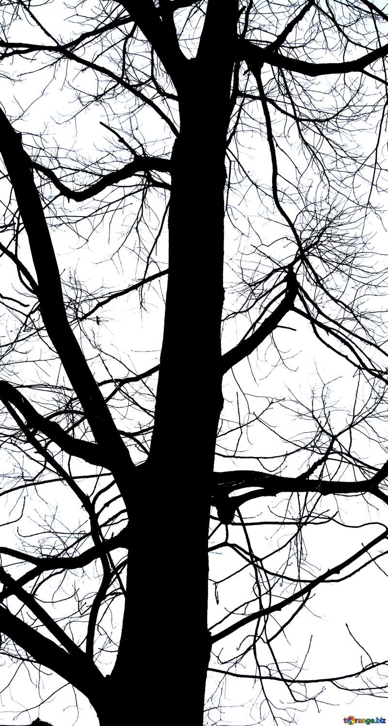 Branches  tree  no  leaf  at  background  sky black and white №4506