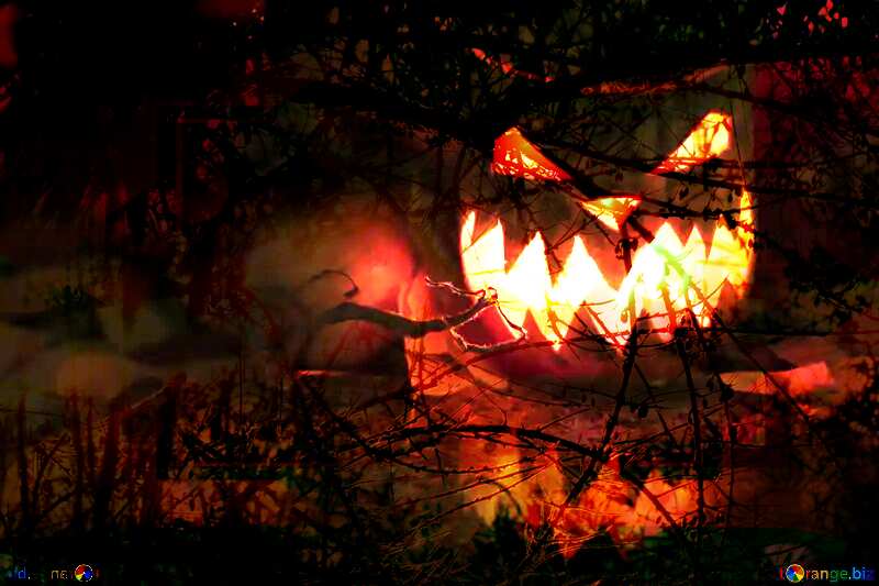 Halloween pumpkin  scary forest №24284
