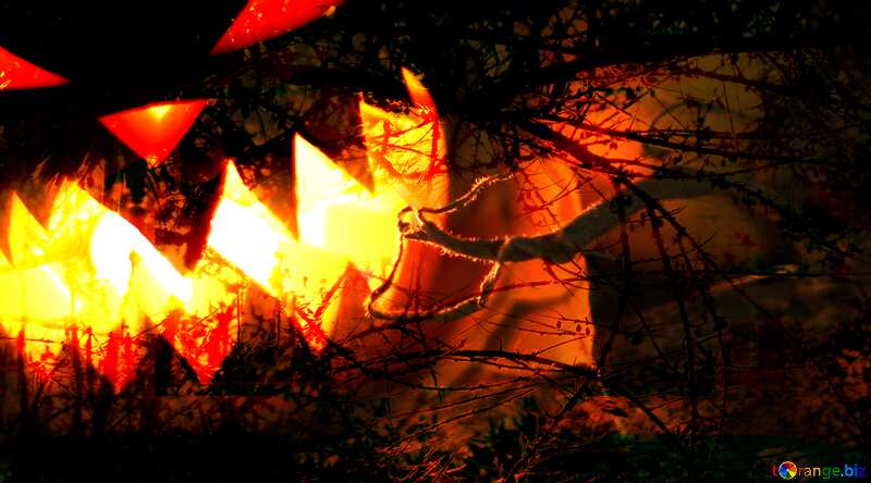 Light from pumpkin on Halloween Spooky forest №24284