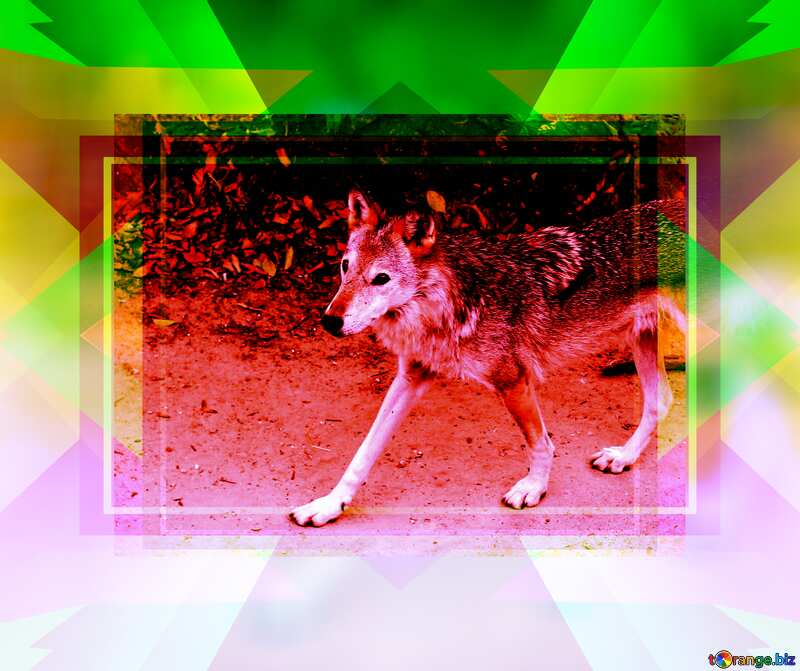 Wolf template red design №45513