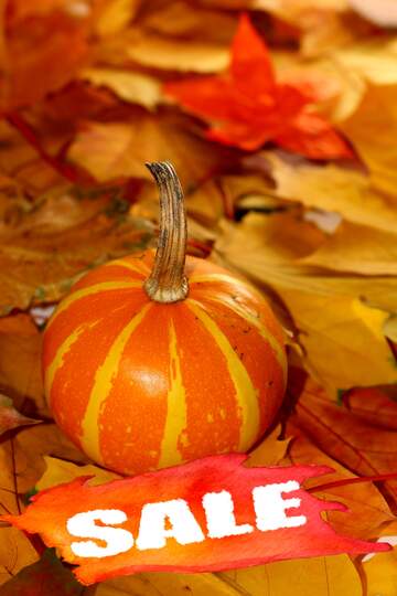 FX №194939 Pumpkin on background of autumn leaves sale banner background