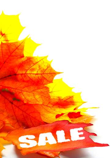 FX №194942 Autumn yellow leaves isolated sale banner background
