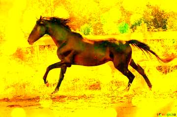 FX №194077 Gold horse