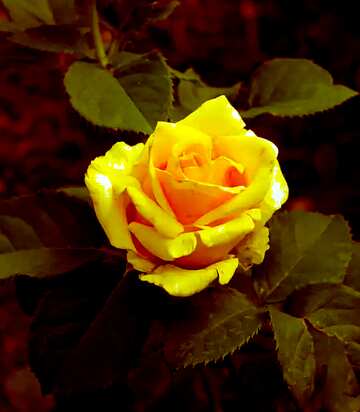 FX №194404 Dark yellow  rose flower