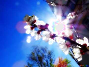 FX №194471 Soft Lens flare and holiday lights flower tree