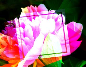 FX №194030 Peony flower creative abstract geometrical template frame