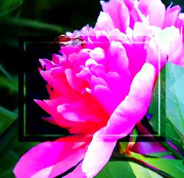 FX №194028 Peony flower picture