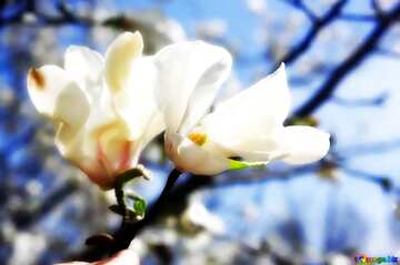 FX №194478 Magnolia flower soft