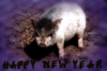 FX №194529 happy new 2020 pig year