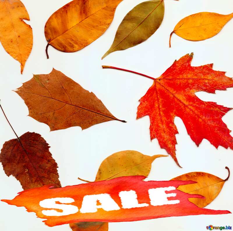 Autumn leaves on a white background sale №47262