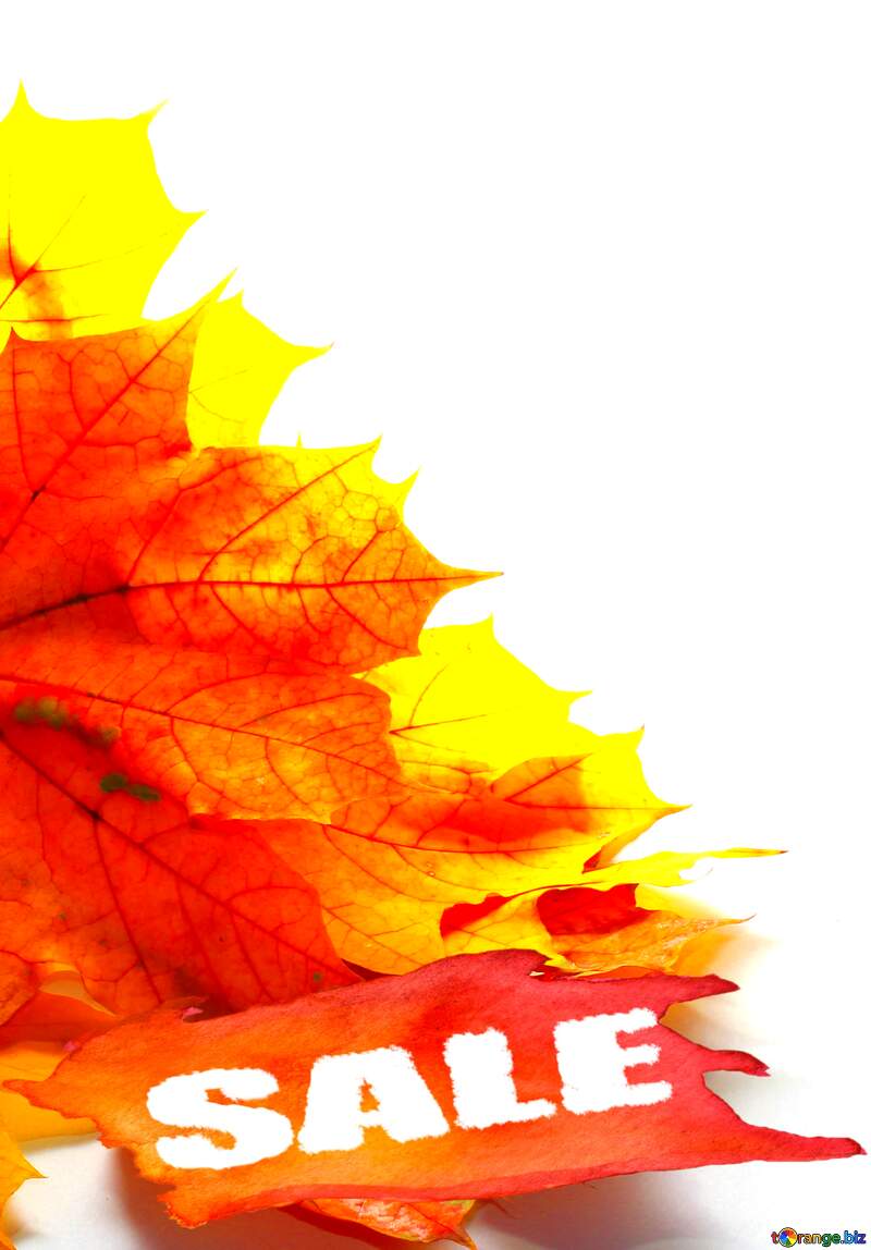 Autumn yellow leaves isolated sale banner background №35247