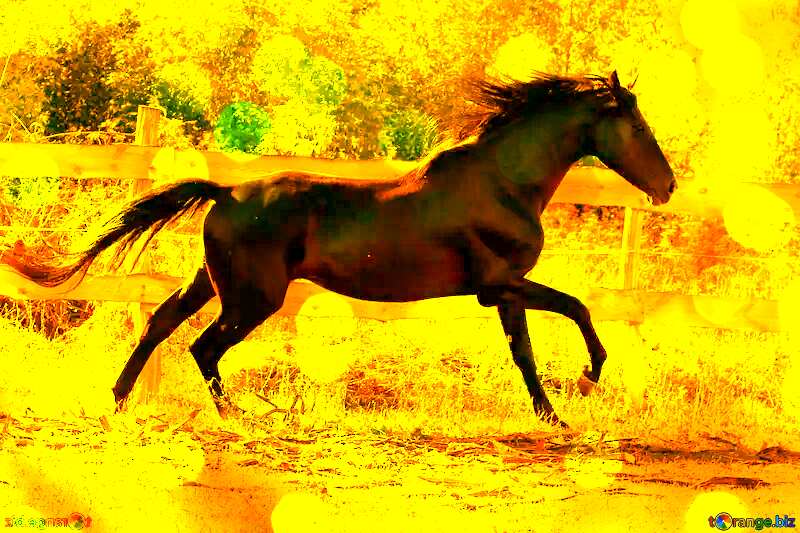 Run horse gold card №36651