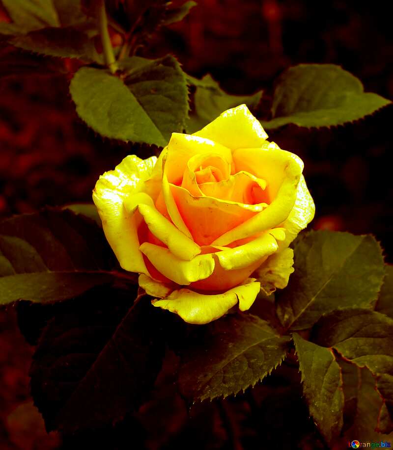 Dark yellow  rose flower №20629