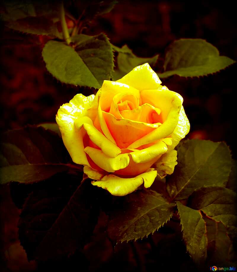 Dark yellow  rose flower fuzzy border №20629