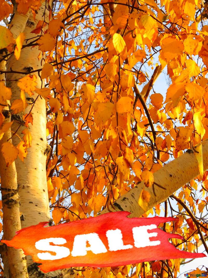 Autumn birch sale background watercolor label №24826
