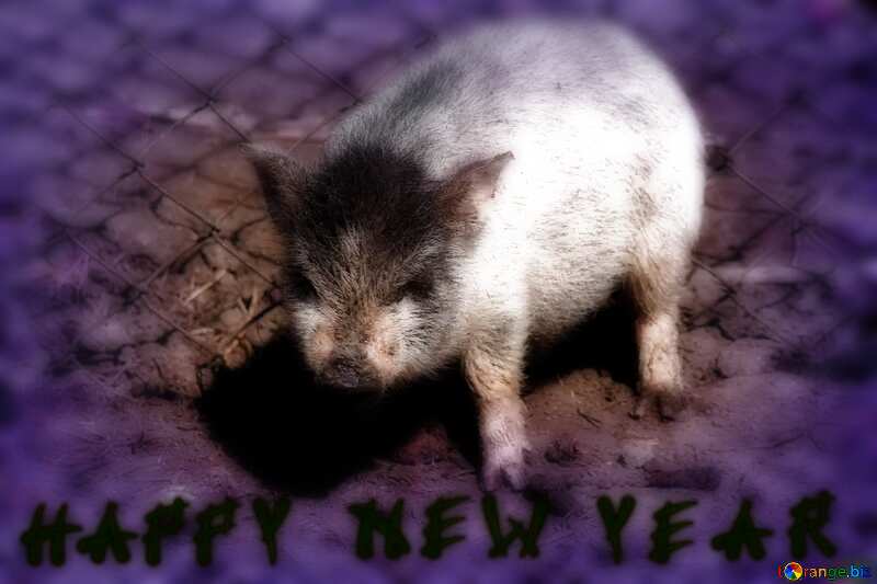 happy new 2020 pig year №1265