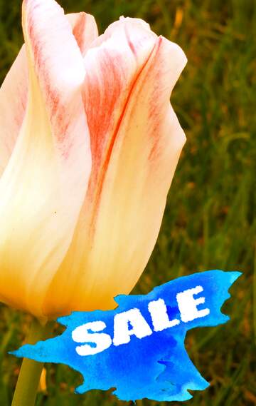 FX №195472 Pink Tulip Sale background