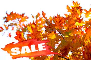 FX №195002 Autumn leaves isolated sale discount banner design letter