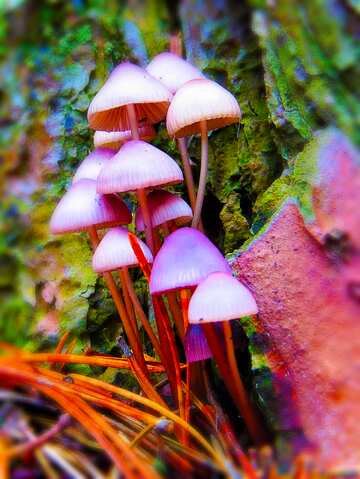 FX №195564 Bright poison mushrooms