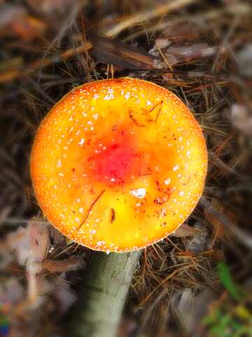 FX №195632 orange hat mushroom blur frame