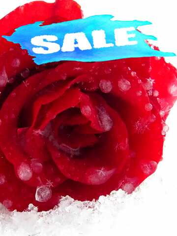 FX №195135 Snowflakes on red rose Sale Template
