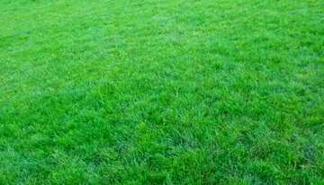FX №195563 Green  lawn grass  texture