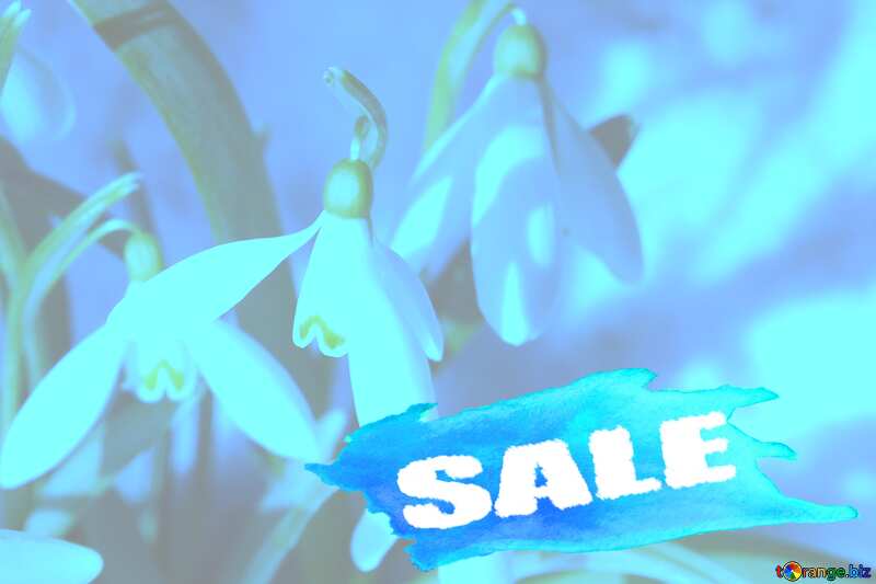 Early spring snowdrop flowers in Christmas frame winter sale banner template design background №38321