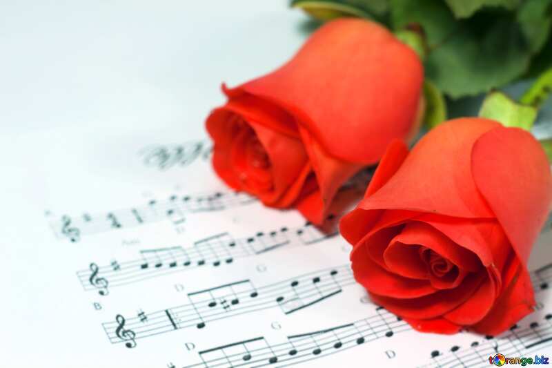 Roses flowers music  notes №7279