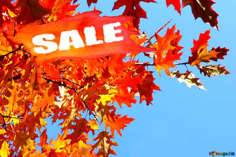 Autumn picture sale discount banner design letter №38531