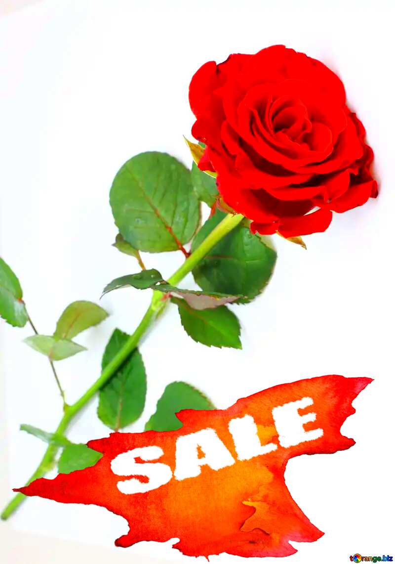 Sale background Red Rose №16891