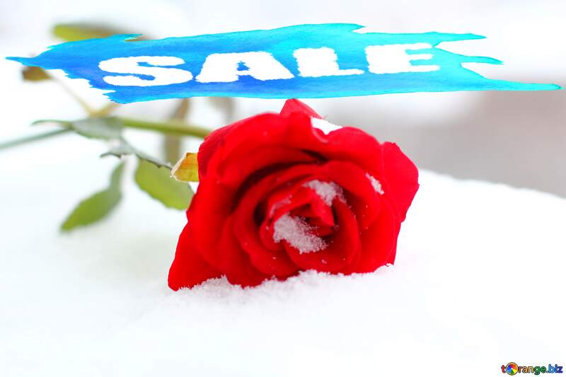 Red rose on white snow Sale Template №17827