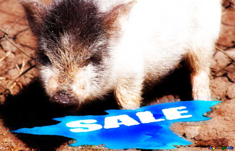 Sale background Pig Year №1265