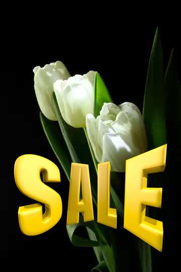 FX №197846 Tulips bouquet on a black background Sales promotion 3d Gold letters sale background