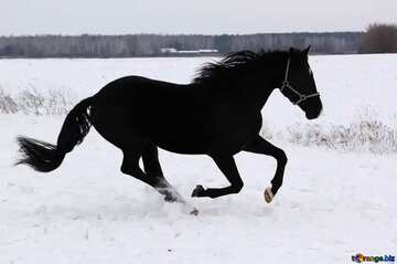 FX №197394 Ruing  Horse on  snow winter