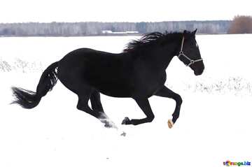 FX №197395 Horse run  in the snow