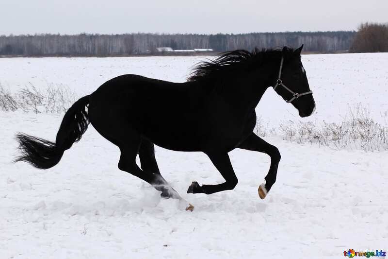 Ruing  Horse on  snow winter №18191