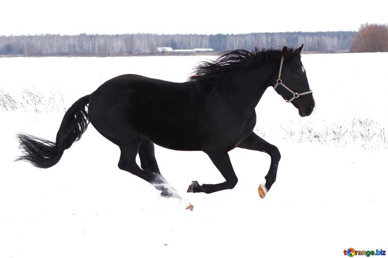Horse run  in the snow №18191